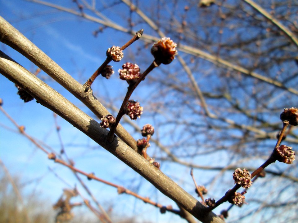Blütenknospen einer Feldulme (Ulmus minor) bei Reilingen