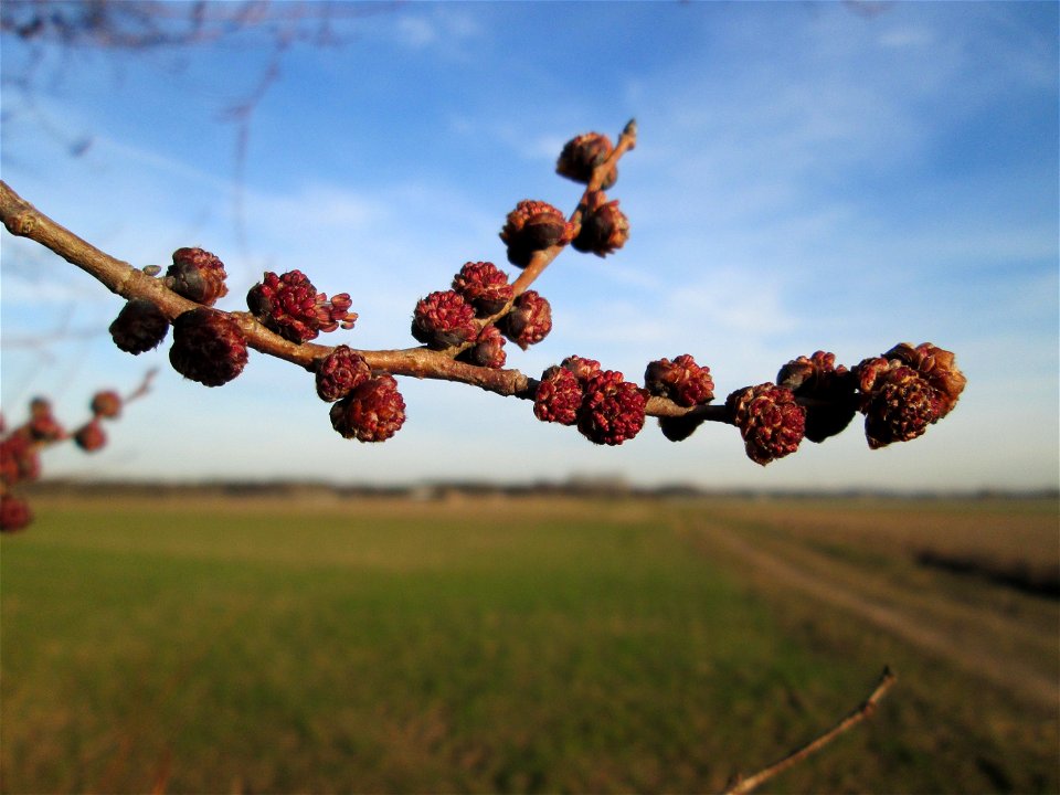 Blütenknospen der Feld-Ulme (Ulmus minor) bei Hockenheim