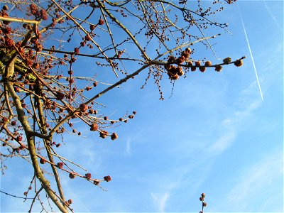 Blütenknospen der Feld-Ulme (Ulmus minor) bei Hockenheim