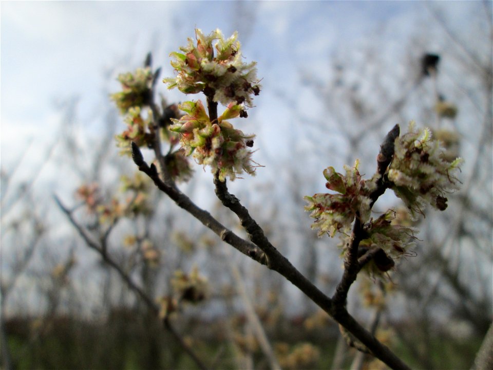 nahezu verblühte Feld-Ulme (Ulmus minor) bei Hockenheim