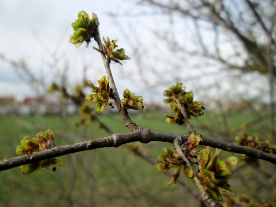 erste Früchte der Feld-Ulme (Ulmus minor) bei Hockenheim