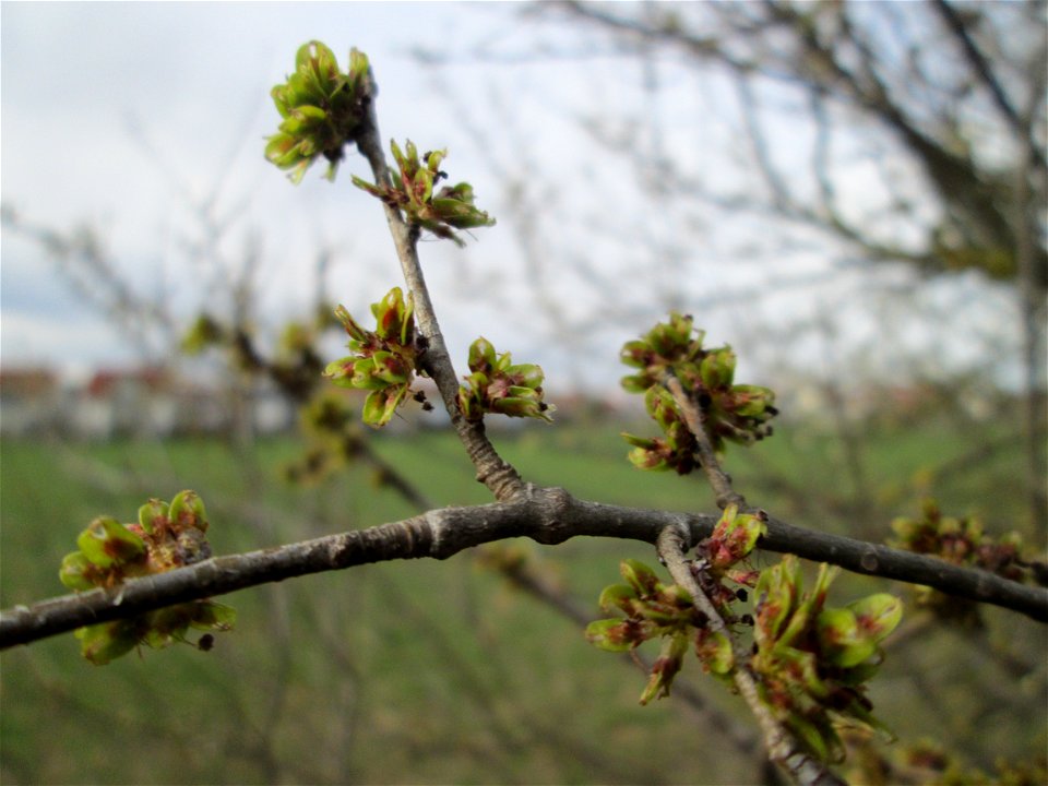 erste Früchte der Feld-Ulme (Ulmus minor) bei Hockenheim photo