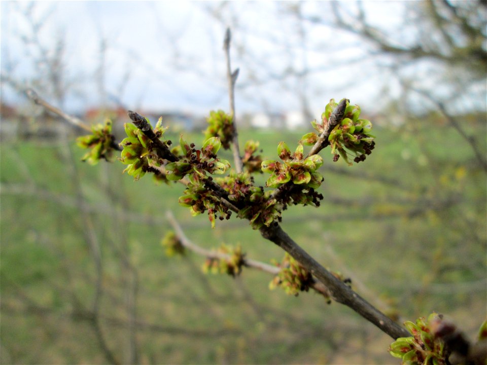 erste Früchte der Feld-Ulme (Ulmus minor) bei Hockenheim