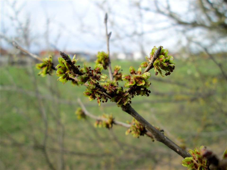 erste Früchte der Feld-Ulme (Ulmus minor) bei Hockenheim photo