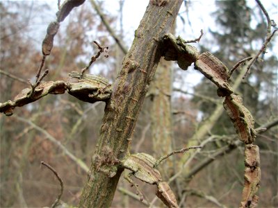 besonders stark ausgeprägte Korkleisten der Feld-Ulme (Ulmus minor) in der Schwetzinger Hardt
