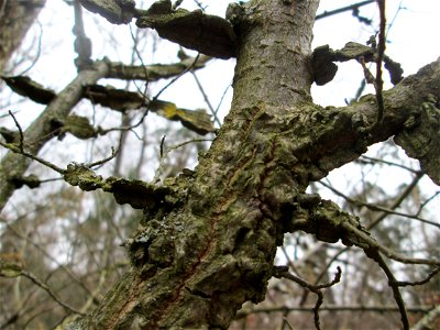 besonders stark ausgeprägte Korkleisten der Feld-Ulme (Ulmus minor) in der Schwetzinger Hardt