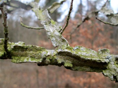besonders stark ausgeprägte Korkleisten der Feld-Ulme (Ulmus minor) in der Schwetzinger Hardt