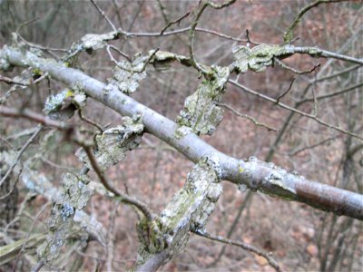 besonders stark ausgeprägte Korkleisten der Feld-Ulme (Ulmus minor) in der Schwetzinger Hardt