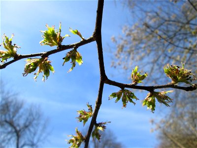 Übergang von der Blüte zur Frucht der Feld-Ulme (Ulmus minor) in der ehem. Bismarckanlage in Sankt Arnual
