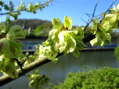 Früchte der Feldulme (Ulmus minor) am Staden in Saarbrücken photo