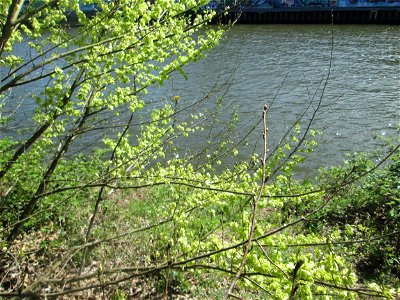 Früchte der Feldulme (Ulmus minor) am Staden in Saarbrücken photo