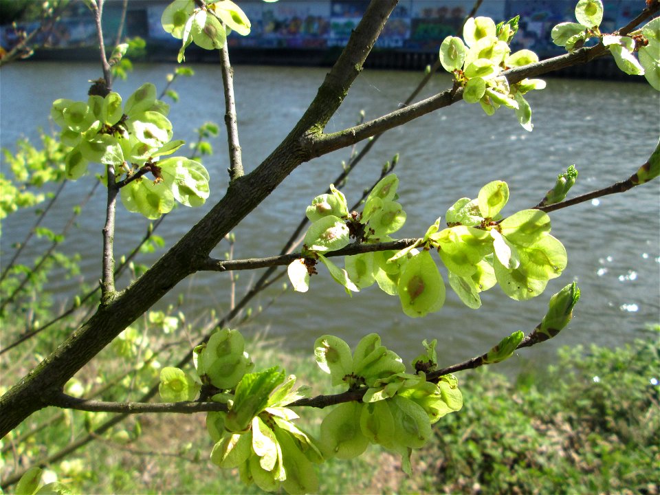 Früchte der Feldulme (Ulmus minor) am Staden in Saarbrücken