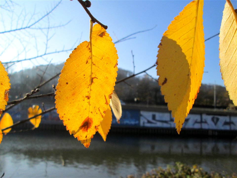 Feldulme (Ulmus minor) an der Saar in Saarbrücken