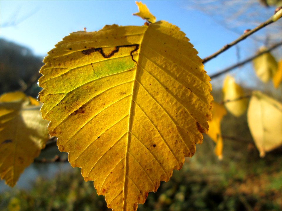 Feldulme (Ulmus minor) an der Saar in Saarbrücken