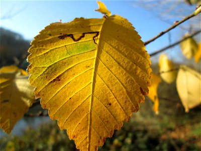 Feldulme (Ulmus minor) an der Saar in Saarbrücken