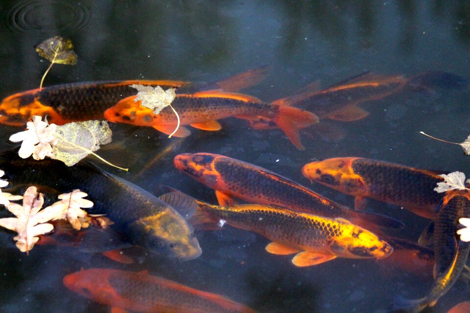 Fish calm the peace