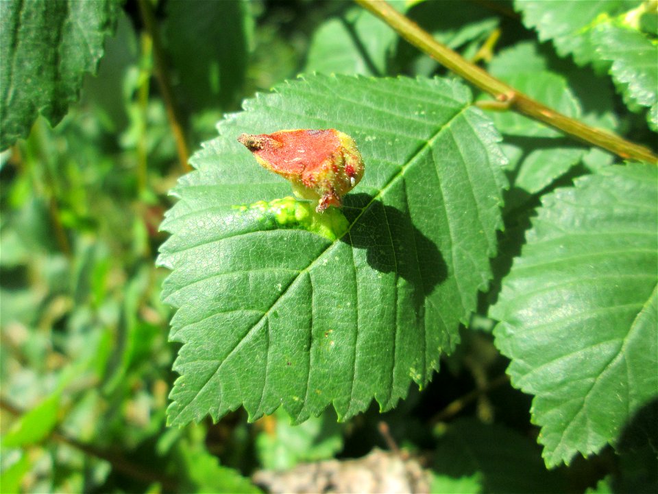 Ulmengallenlaus ('Tetraneura ulmi') an einer Feldulme (Ulmus minor) im Landschaftsschutzgebiet „Tabakmühlental - Oberster Weiher“ in Sankt Arnual
