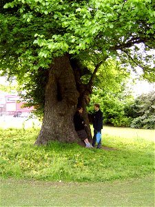 The larger of the two "Preston Twins", a pair of English Elms in Preston Park, Brighton, England. Thought to be the largest surviving English Elms in Europe [1]