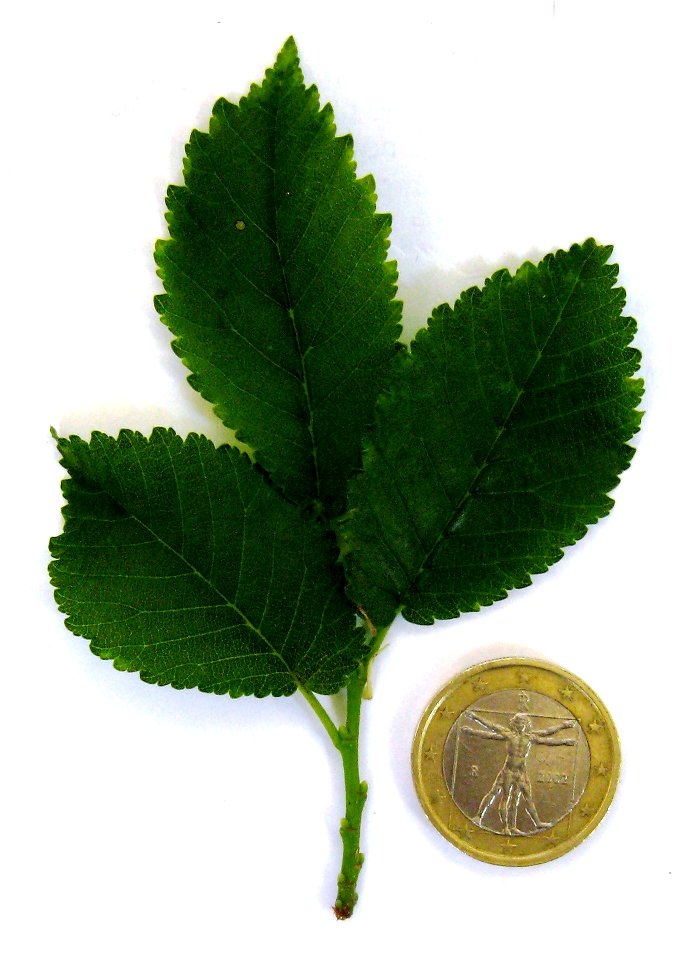 Photo of leaves of a mature specimen of Goodyer's Elm, Ulmus minor subsp. angustifolia var. goodyeri, located at Rockford, New Forest, England.