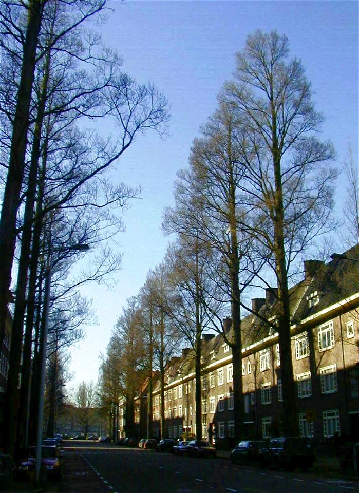Ulmus minor 'Sarniensis' (Gerrit van der Veenstraat, Amsterdam); Photo by R. Nijboer