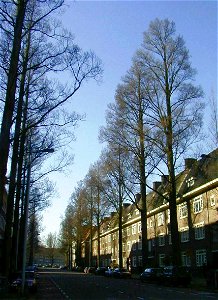 Ulmus minor 'Sarniensis' (Gerrit van der Veenstraat, Amsterdam); Photo by R. Nijboer photo