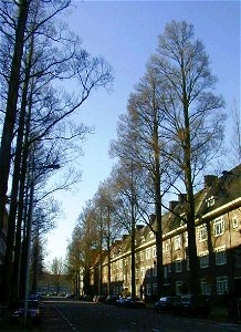 Ulmus minor 'Sarniensis' (Gerrit van der Veenstraat, Amsterdam); Photo by R. Nijboer