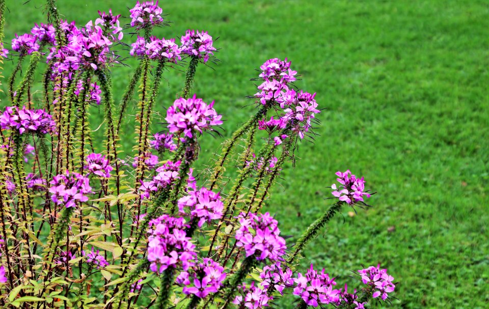 Plant garden violet