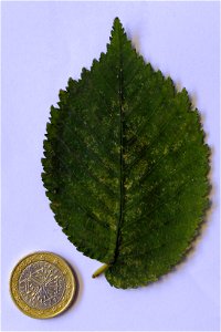 Photo of leaf of Ulmus minor growing at Horsea Island, UK