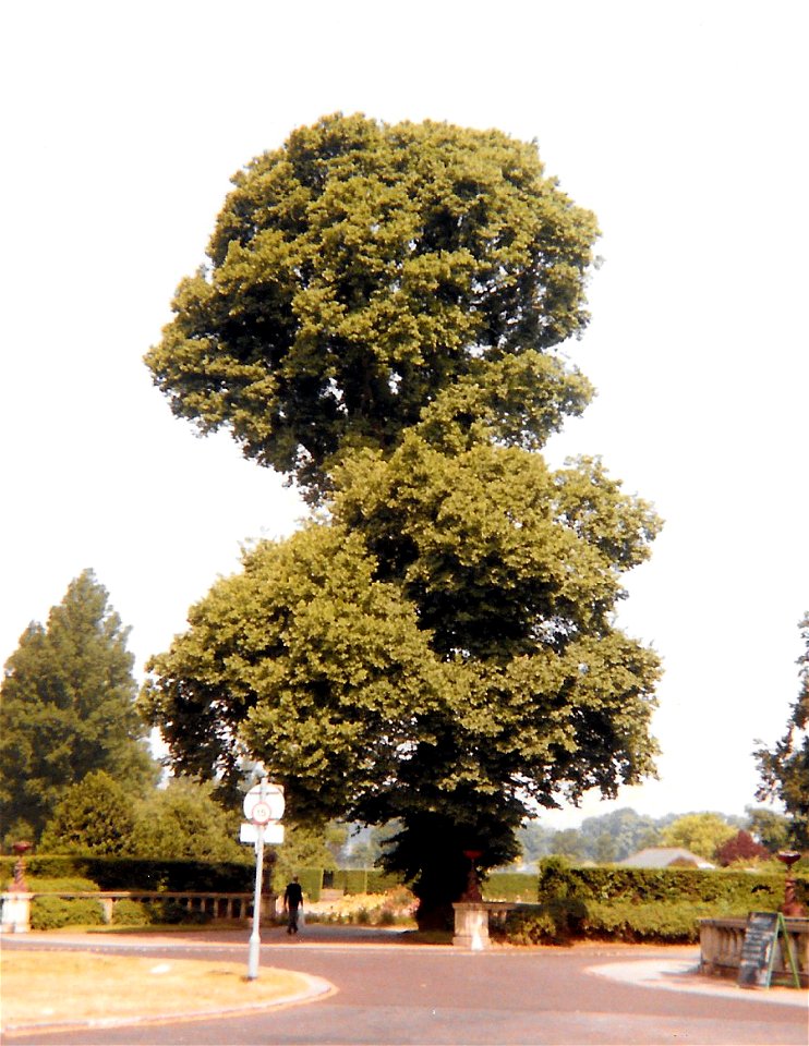 'Figure-of-eight' form of English Elm (south-east entrance to Preston Park, Brighton 1992)