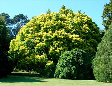 The Field Elm 'Louis van Houtte' in the botanic garden in Christchurch, New Zealand.