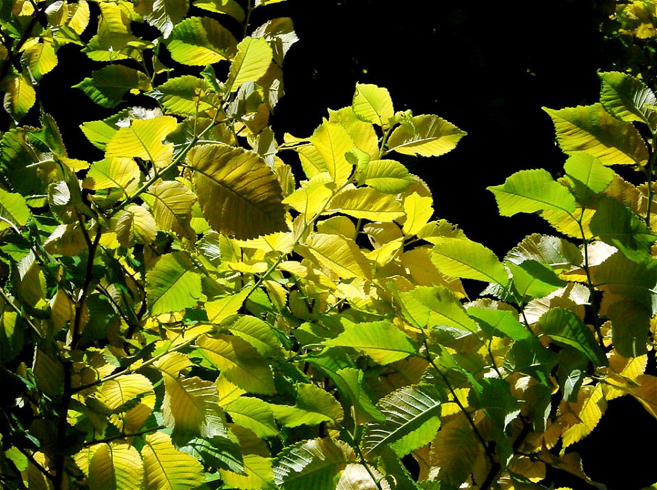 The Field Elm 'Louis van Houtte' in the botanic garden in Christchurch, New Zealand.