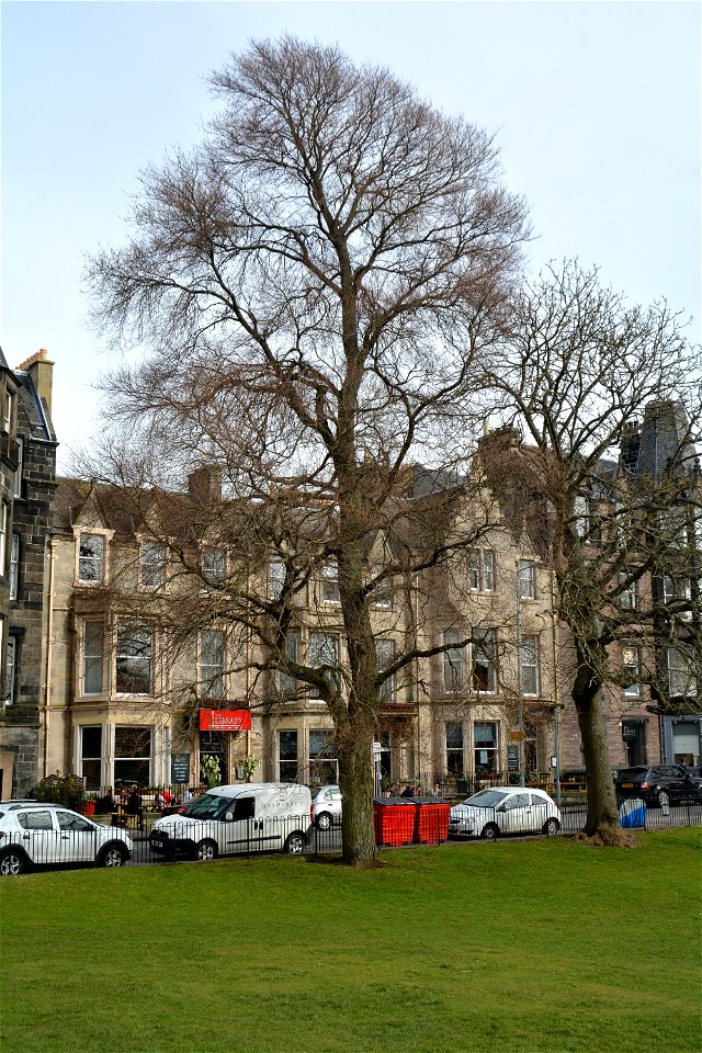 Ulmus aff. Plotii Edinburgh - Bruntsfield Links - April 2015