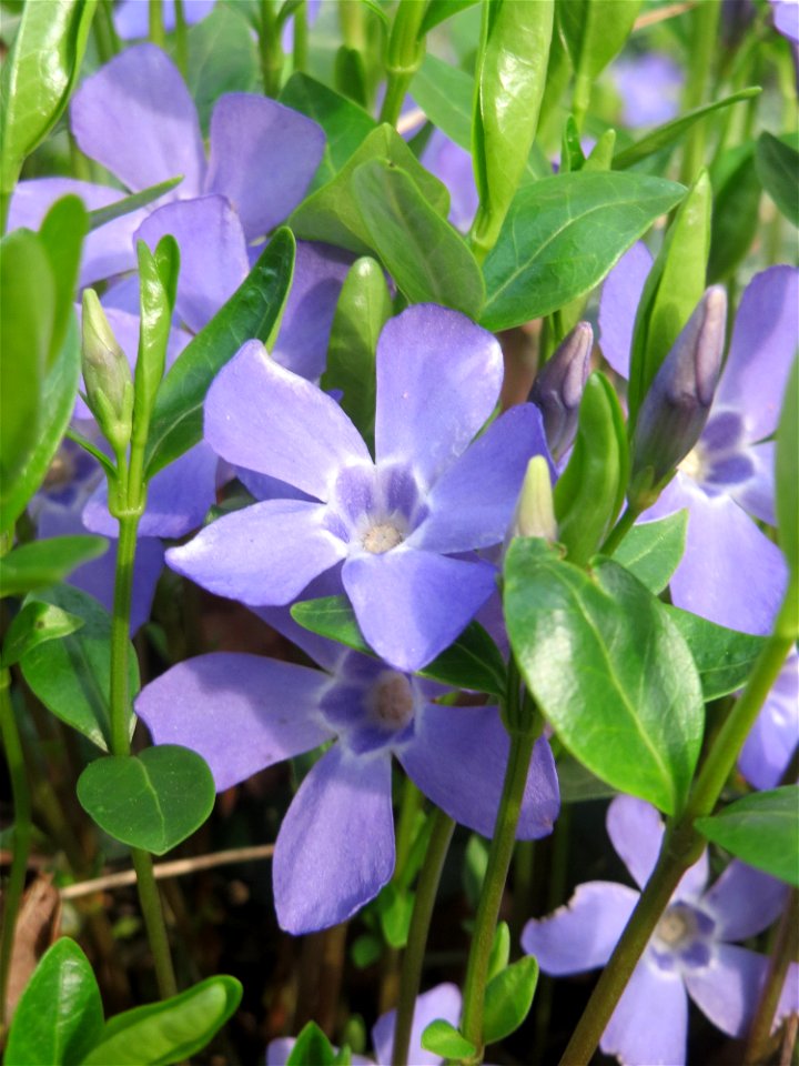 Kleines Immergrün (Vinca minor) an der Heinrich-Böcking-Straße in Saarbrücken