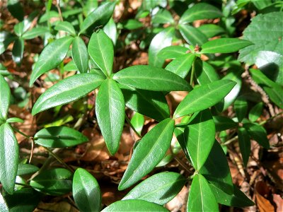 Grundblätter vom Kleinen Immergrün (Vinca minor) in der Schwetzinger Hardt - an manchen Stellen großflächig auf dem Waldboden zu finden