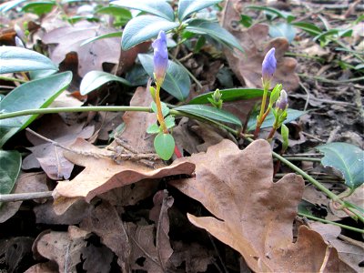 Erste Blütenknospen vom Kleinen Immergrün (Vinca minor) im Gartenschaupark Hockenheim - wild wachsend in waltartiger Umgebung