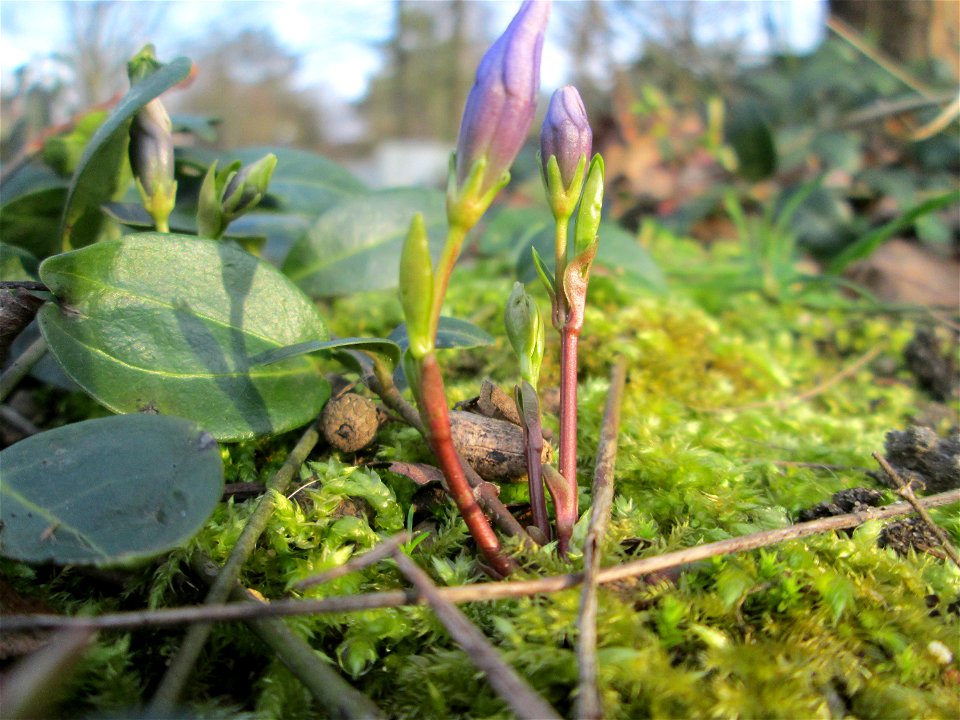 Erste Blütenknospen vom Kleinen Immergrün (Vinca minor) im Gartenschaupark Hockenheim - wild wachsend in waltartiger Umgebung