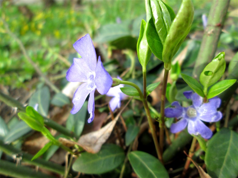 Kleines Immergrün (Vinca minor) in waldartiger Umgebung im Gartenschaupark Hockenheim