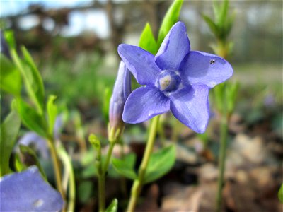 Kleines Immergrün (Vinca minor) in waldartiger Umgebung im Gartenschaupark Hockenheim