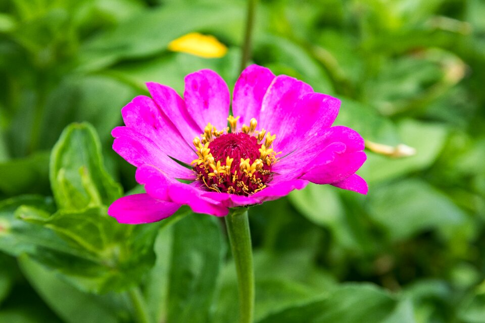 Ornamental plant blossom bloom