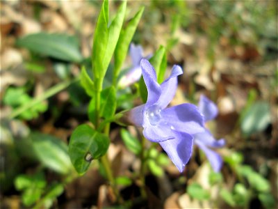 Kleines Immergrün (Vinca minor) in waldartiger Umgebung im Gartenschaupark Hockenheim