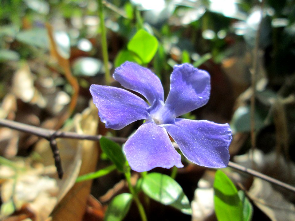 Kleines Immergrün (Vinca minor) in der Schwetzinger Hardt
