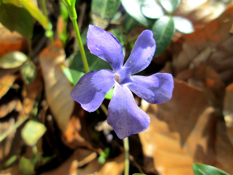 Kleines Immergrün (Vinca minor) in der Schwetzinger Hardt