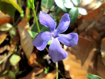 Kleines Immergrün (Vinca minor) in der Schwetzinger Hardt