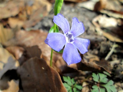 Kleines Immergrün (Vinca minor) in der Schwetzinger Hardt