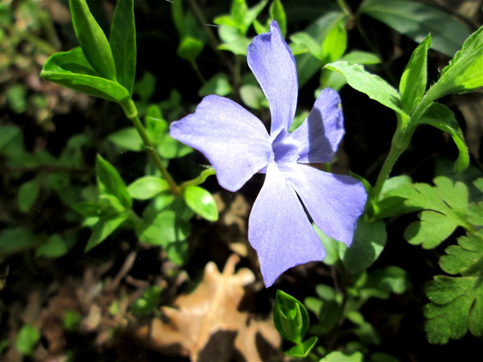 Kleines Immergrün (Vinca minor) am Drahtzugweiher in Alt-Saarbrücken