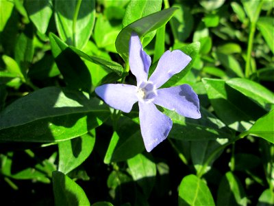 Kleines Immergrün (Vinca minor) in waldartiger Umgebung im Gartenschaupark Hockenheim