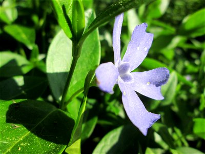 Kleines Immergrün (Vinca minor) in waldartiger Umgebung im Gartenschaupark Hockenheim
