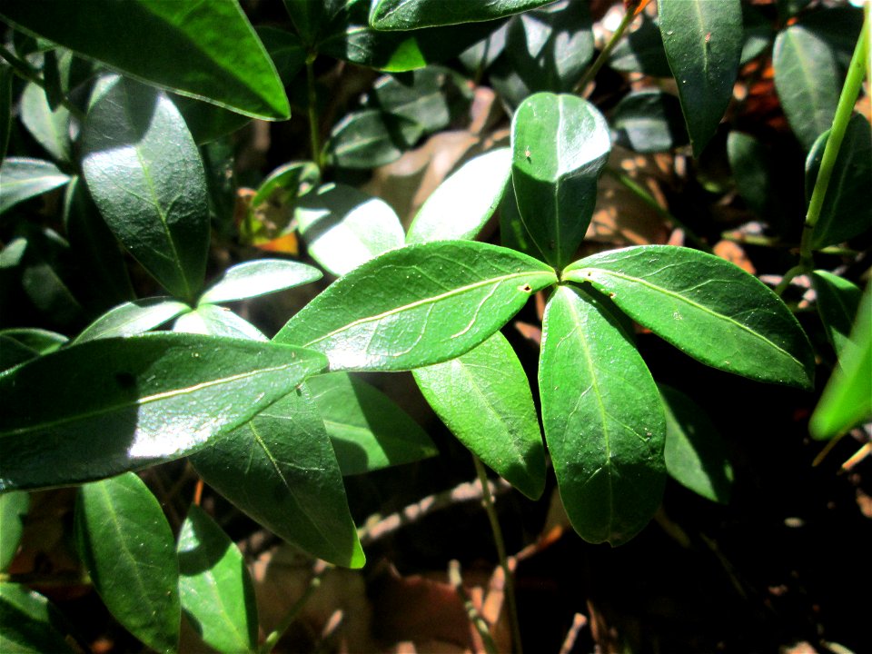 Grundblätter vom Kleinen Immergrün (Vinca minor) in der Schwetzinger Hardt
