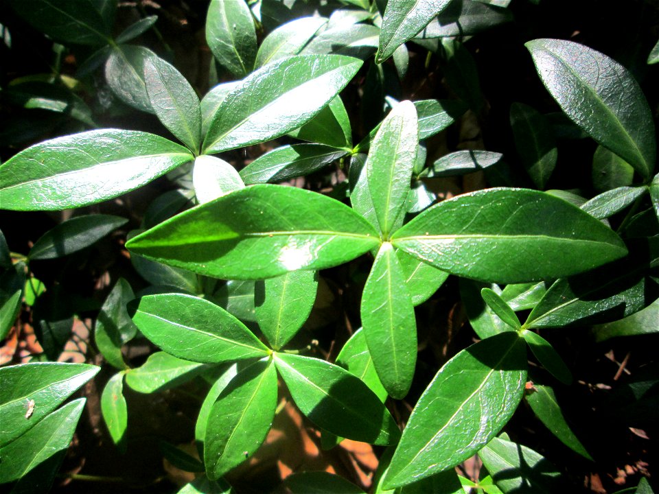 Grundblätter vom Kleinen Immergrün (Vinca minor) in der Schwetzinger Hardt