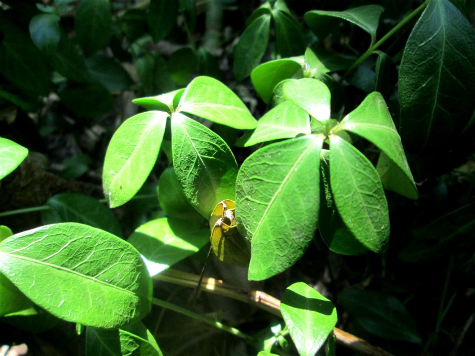Kleines Immergrün (Vinca minor) im Bürgerpark Saarbrücken